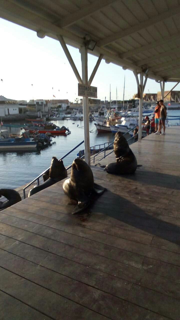 Brother goes on flights. (photo of him) He says that they beg for food from passers-by. - Seal, Beggars, Humor