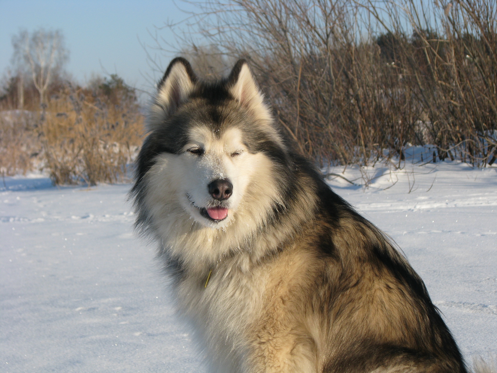 Strangeness for Spring... - My, Dog, Alaskan Malamute, Husky