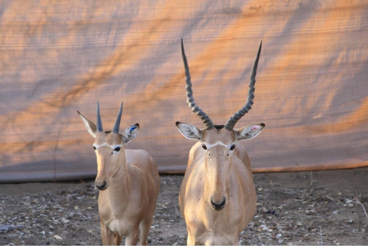 Hirola - Animals, The photo, Longpost