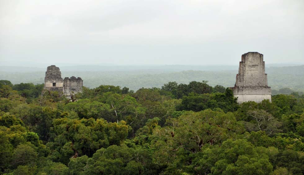 The realm of nature in Mayan cities - Temple, Mayan, Aztecs, Nature, wildlife, Mexico, Antiquity, Longpost