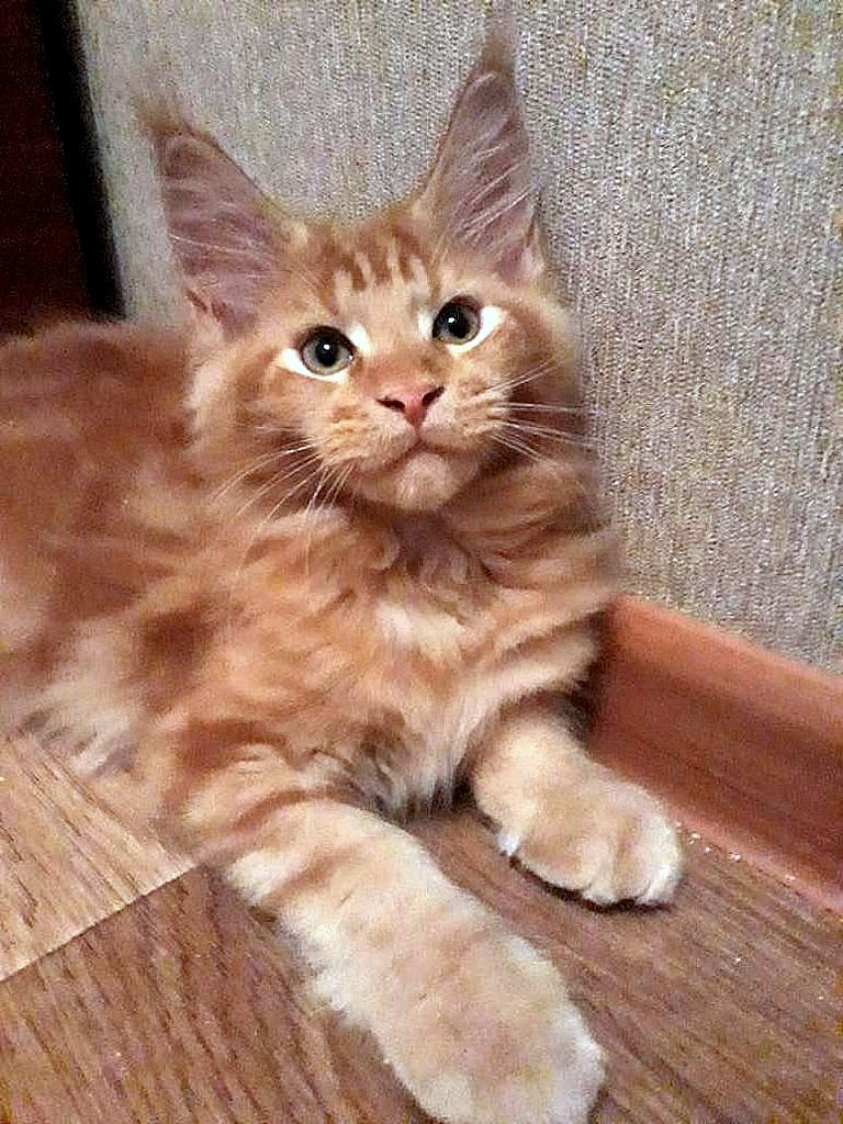 Joker kids! Redheads! Maine Coon kittens, age 3 months! - cat, Maine Coon, Longpost, My