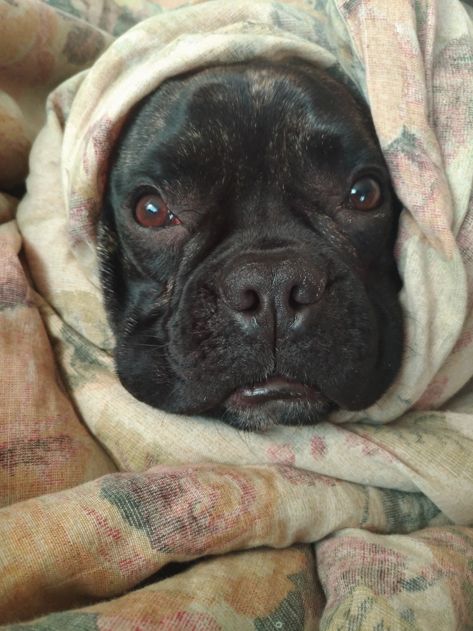 Bulldog - My, Dog, Milota, French Bulldog, Longpost