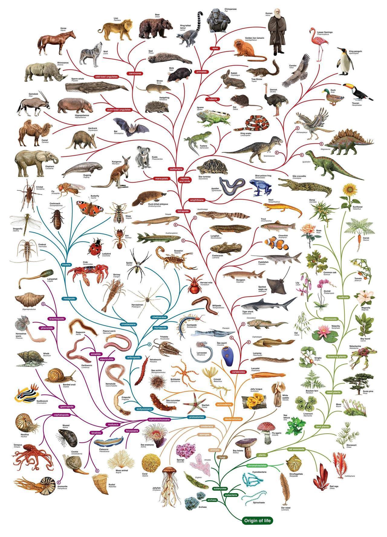 Tree of life - A life, Biology, Tree of life