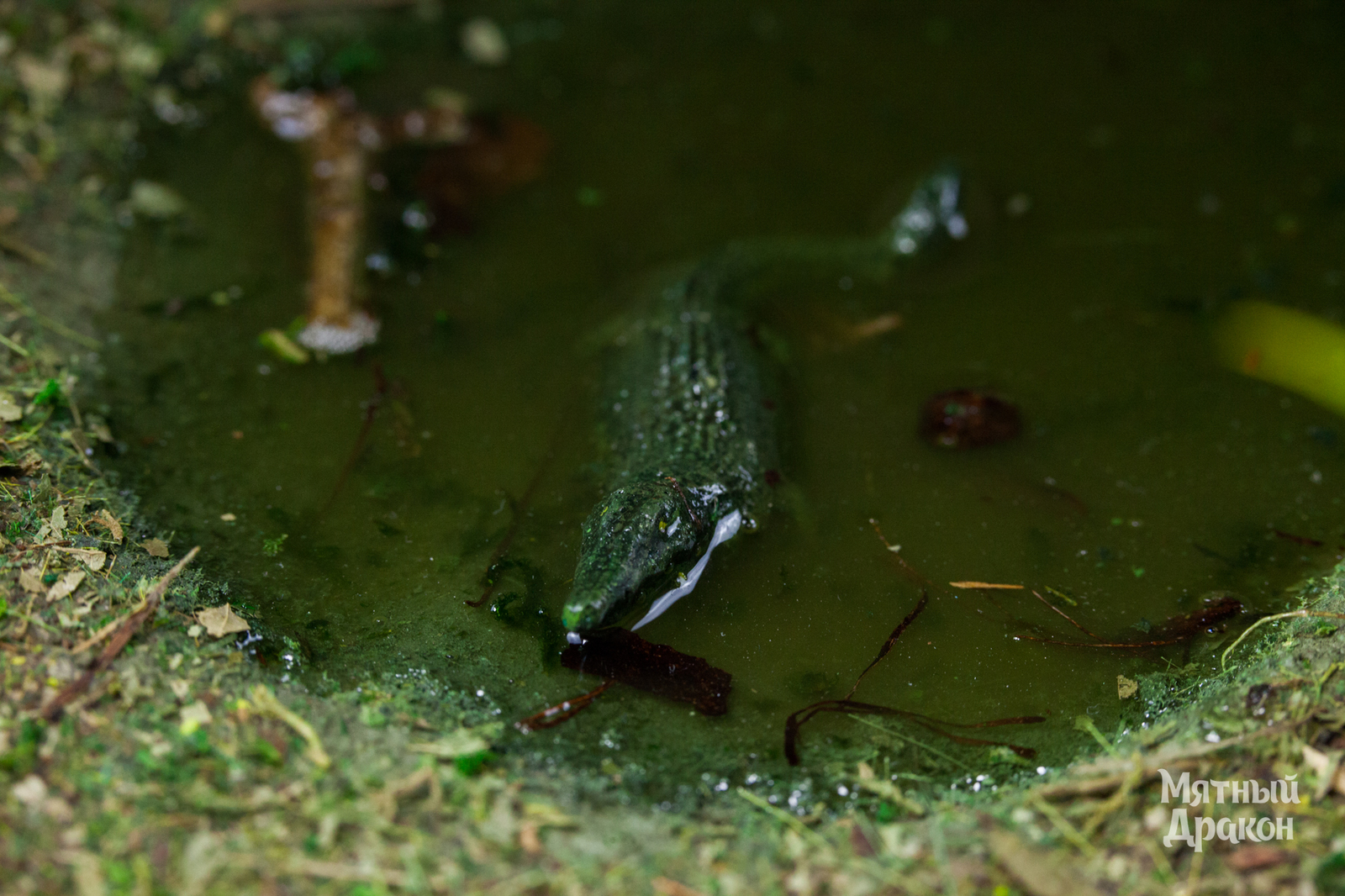 Snakes in the desktop jungle - My, Miniature, Toy soldiers, Snake, Terrane, Warhammer 40k, Mayan, Warhammer, Board games, Longpost