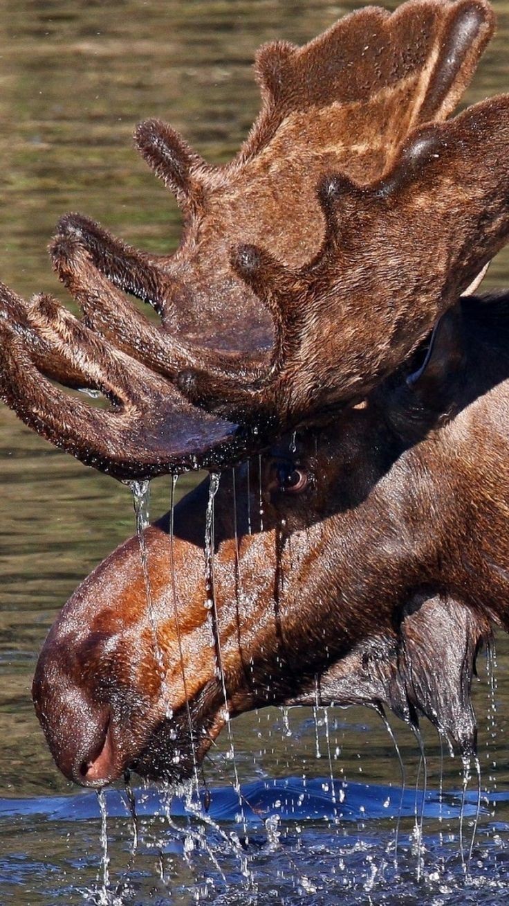 Elk - Elk, Animals, The photo, Longpost