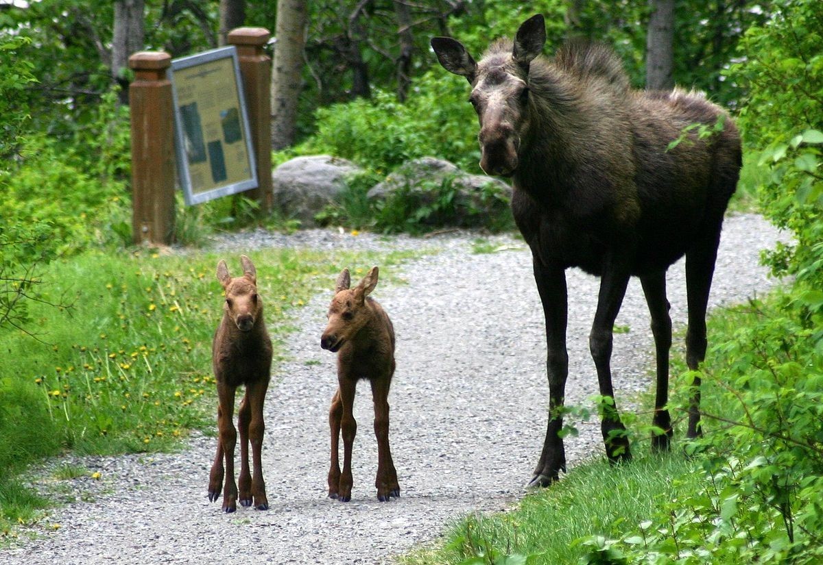 Elk - Elk, Animals, The photo, Longpost