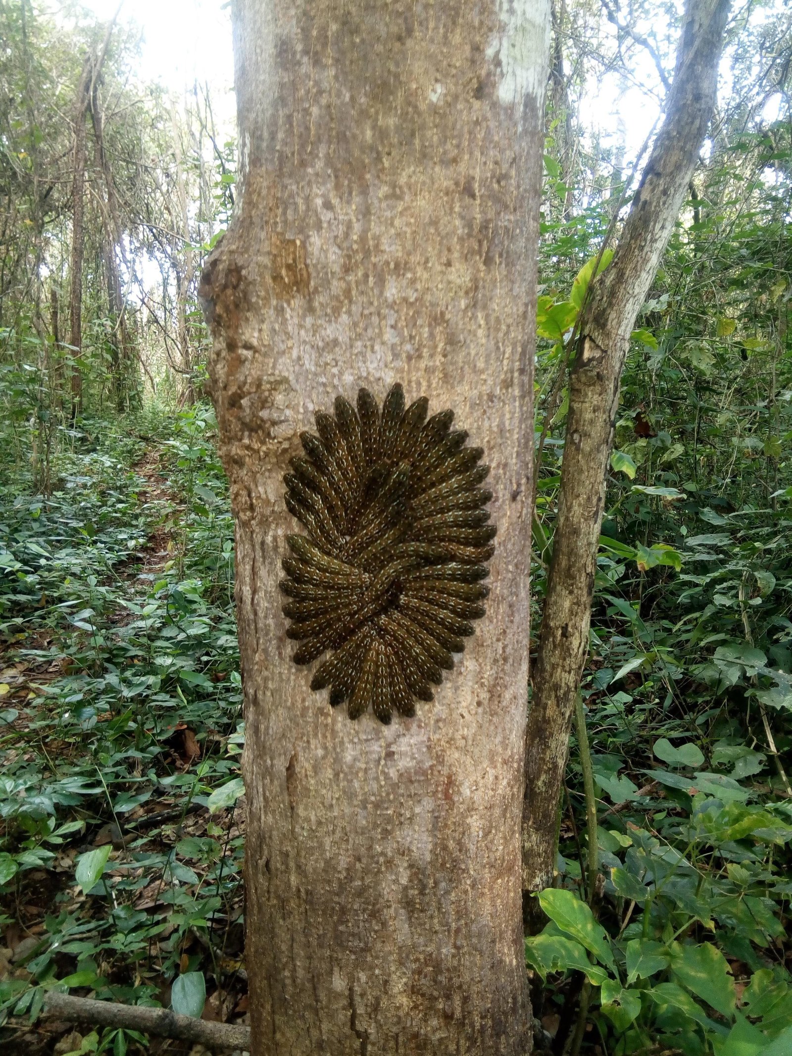 Caterpillars - The photo, Tree, Beautiful, Caterpillar