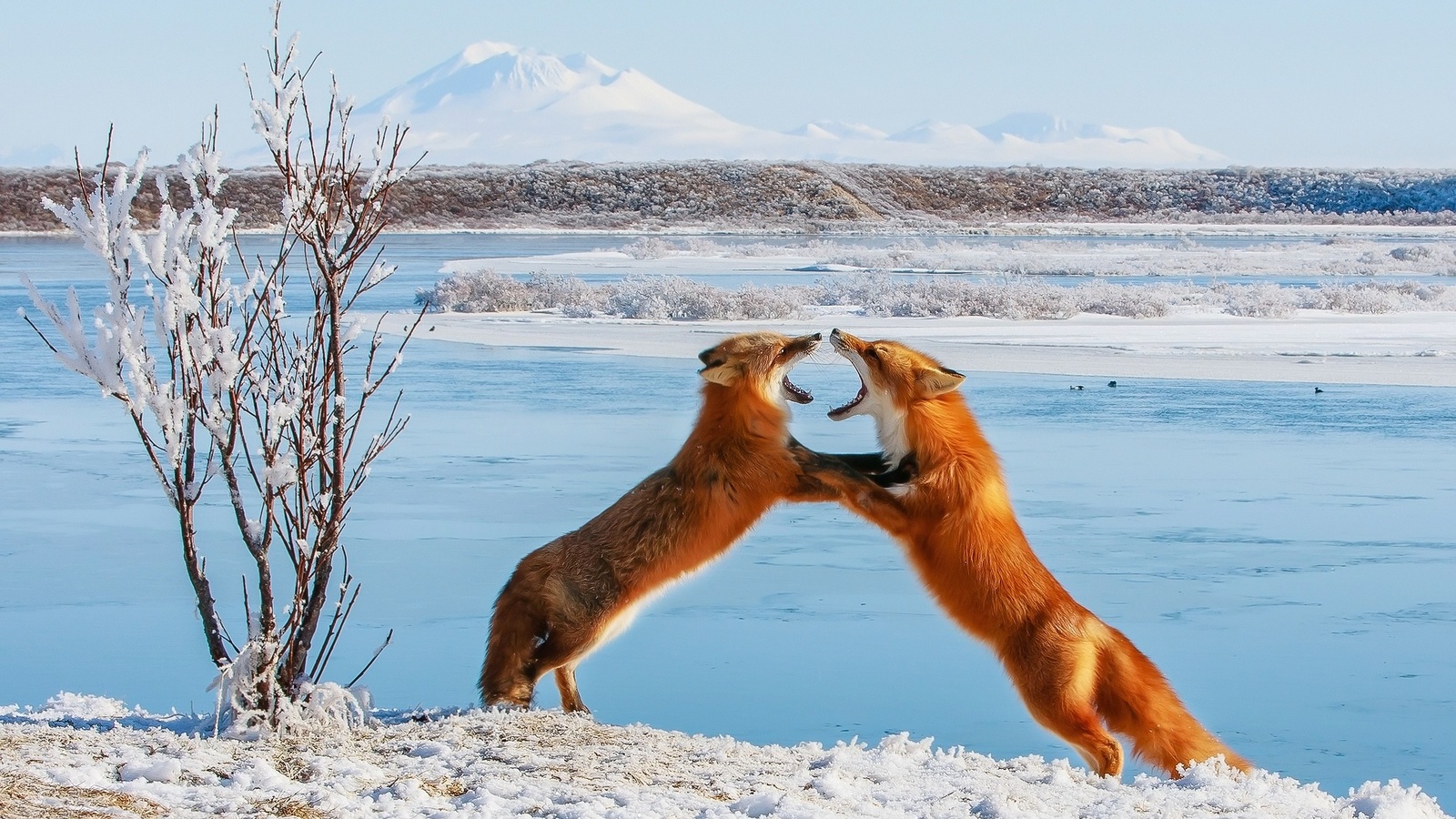 Fox fights. - The photo, Nature, Animals, Fox