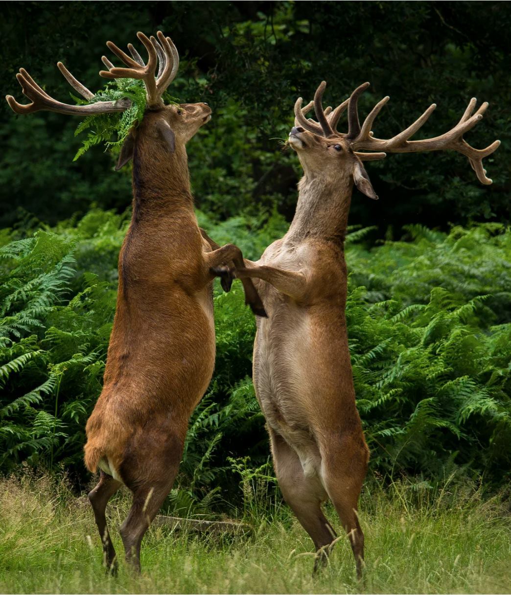 Let's dance? - Dancing, Deer, Animals, Nature, Deer