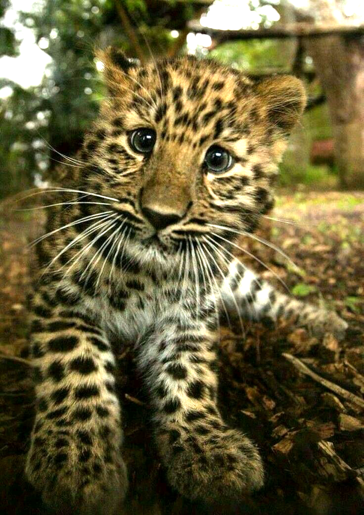 baby leopard - cat, Leopard, Handsome men, Milota