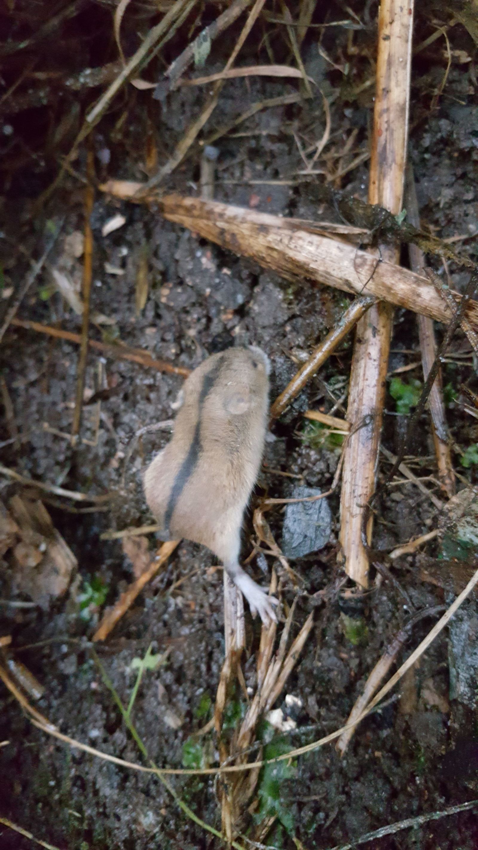 Unidentified animal - My, The beast, Dacha, Mouse, Longpost, The photo, What a beast, Field mouse