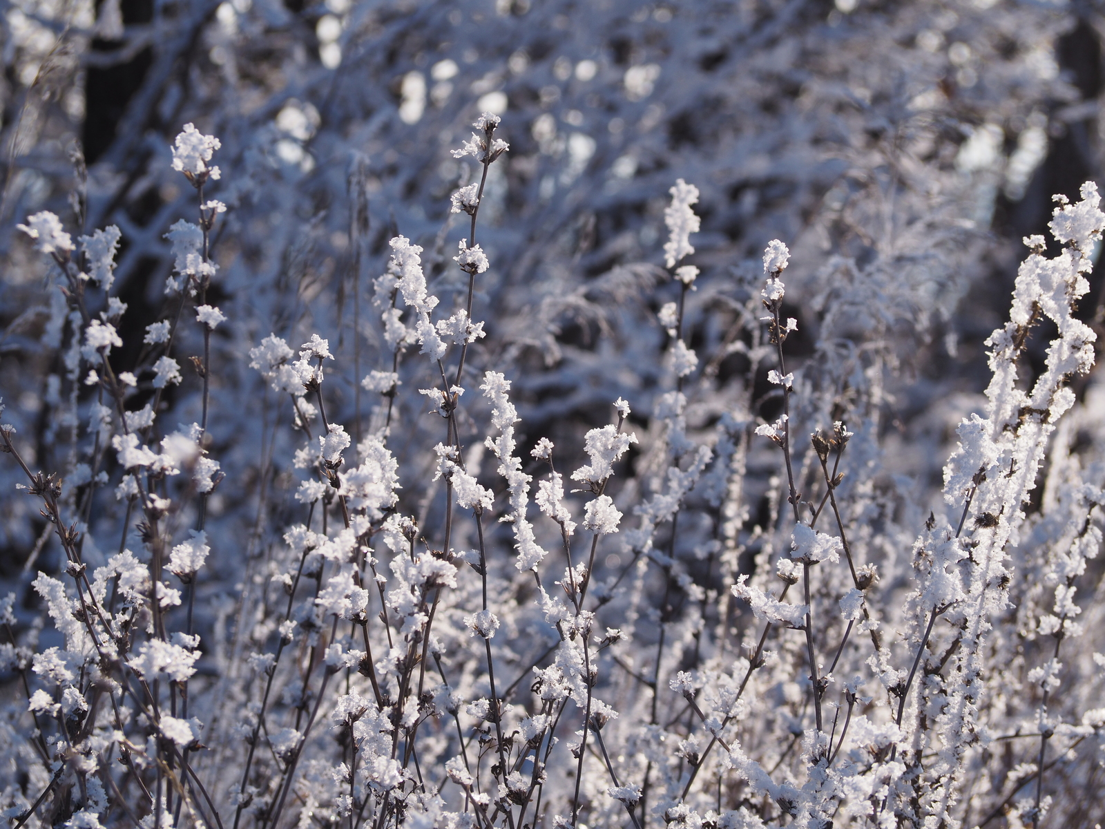 snowy winter flowers - My, Snow, Frazil, Winter, Flowers, Nature, Orenburg