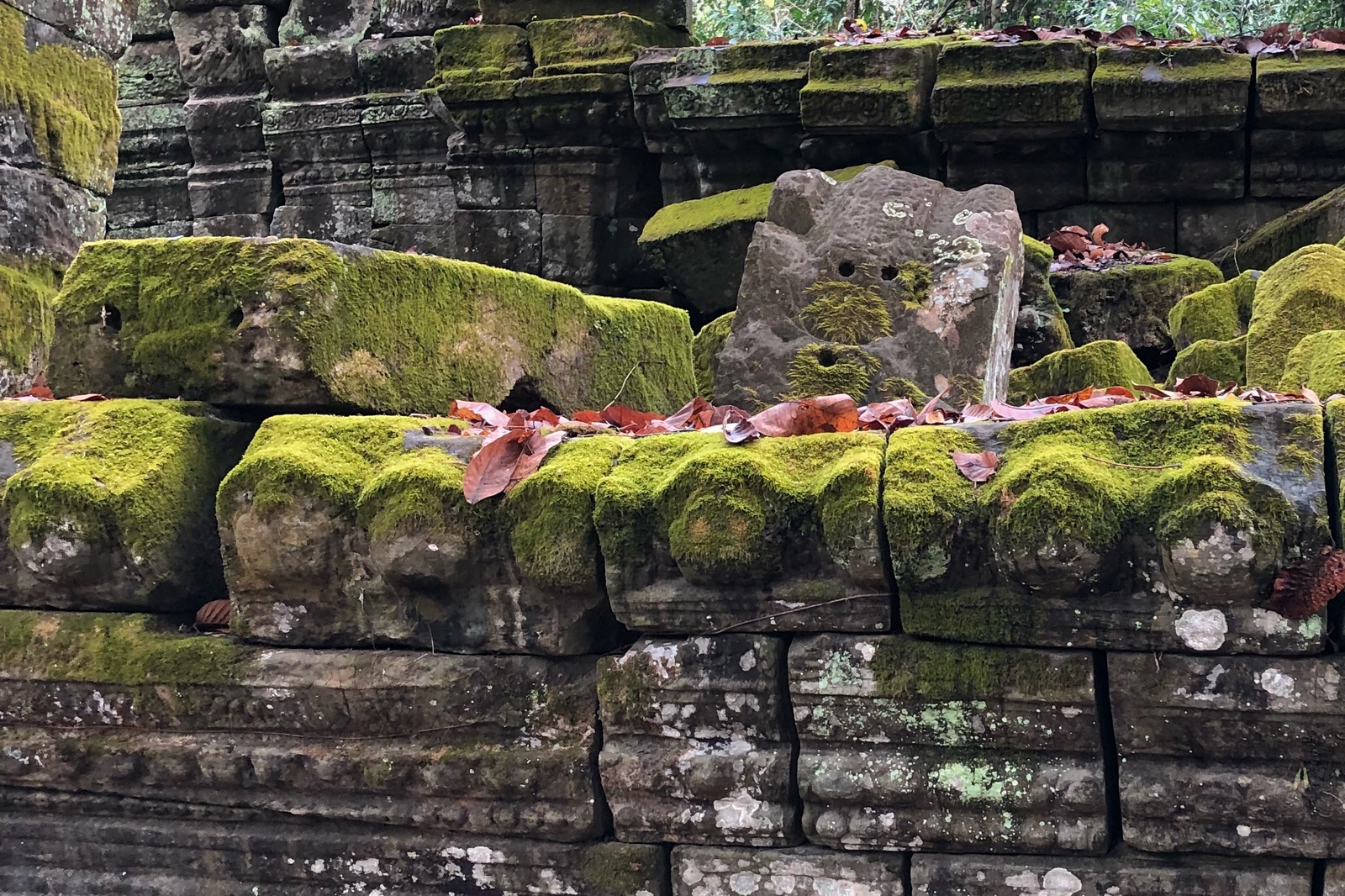 mustachioed whistler - The photo, Cambodia, angkor