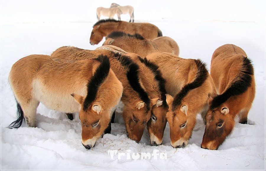 Przewalski's horse - Animals, The photo, Longpost