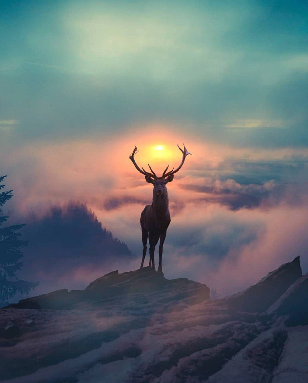 Ideally! - Deer, Animals, Nature, Sunrise, Sunset, The photo, Ideally, Horns, Deer