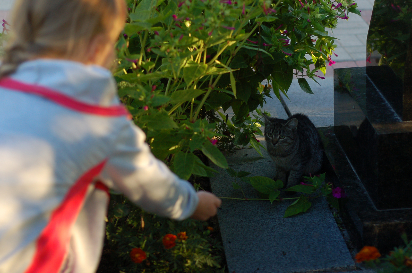 Moments from life - My, The photo, Longpost, My, Beginning photographer, cat, Dog, Children