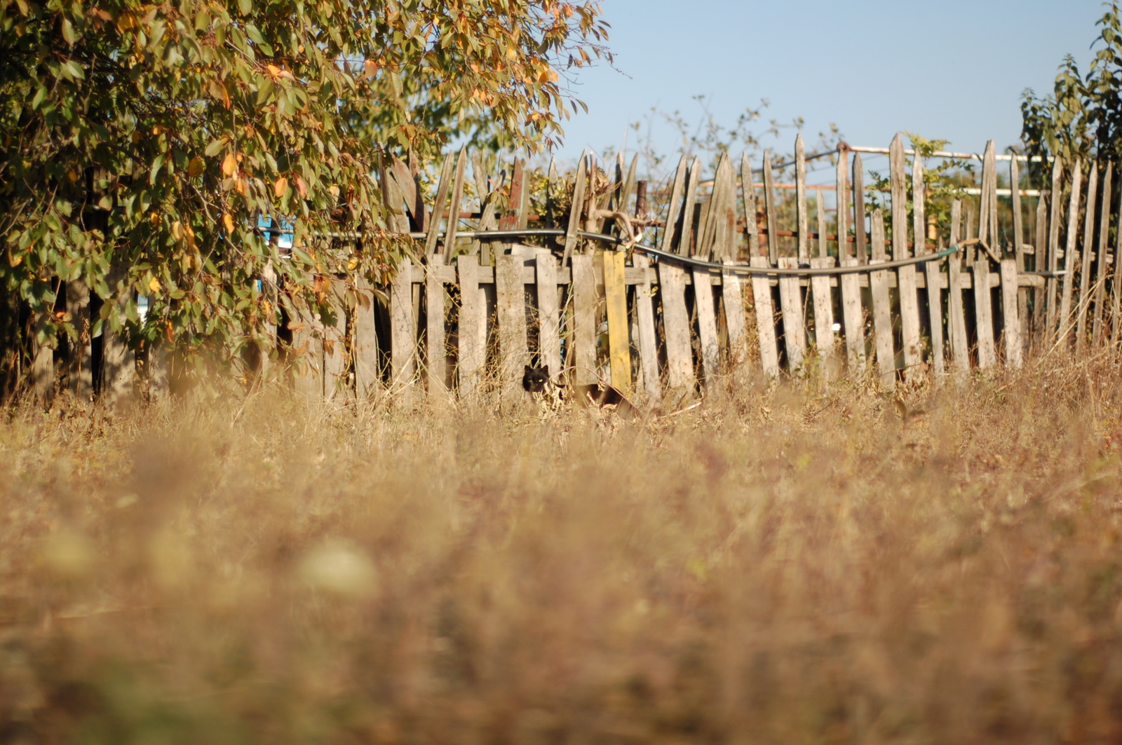 Moments from life - My, The photo, Longpost, My, Beginning photographer, cat, Dog, Children