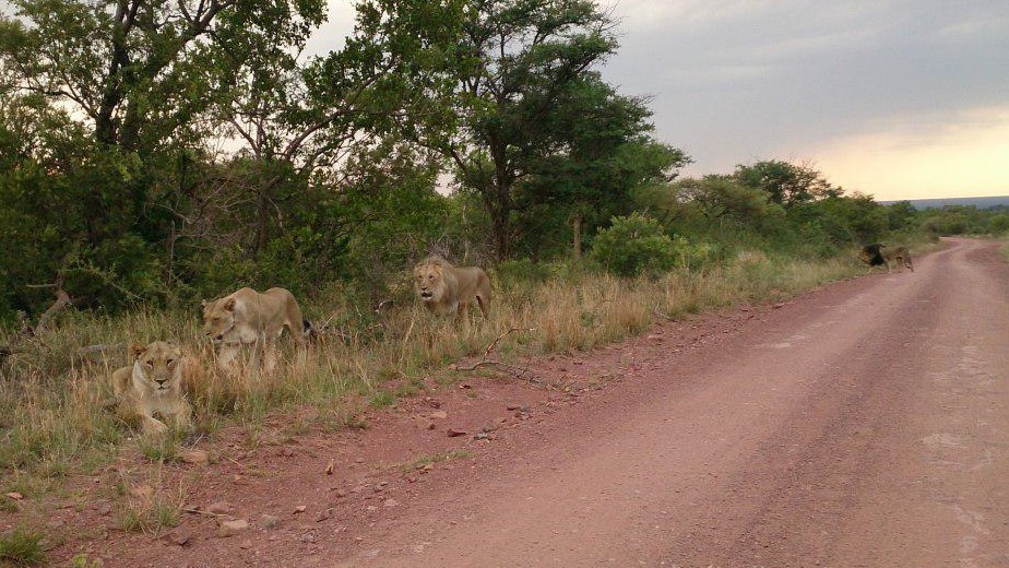 First trip to South Africa. - My, South Africa, Africa, Limpopo, a lion, Rhinoceros, Longpost