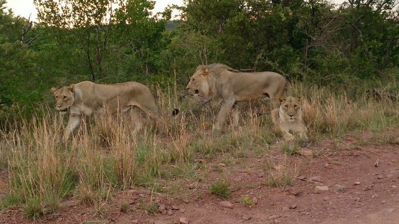 First trip to South Africa. - My, South Africa, Africa, Limpopo, a lion, Rhinoceros, Longpost