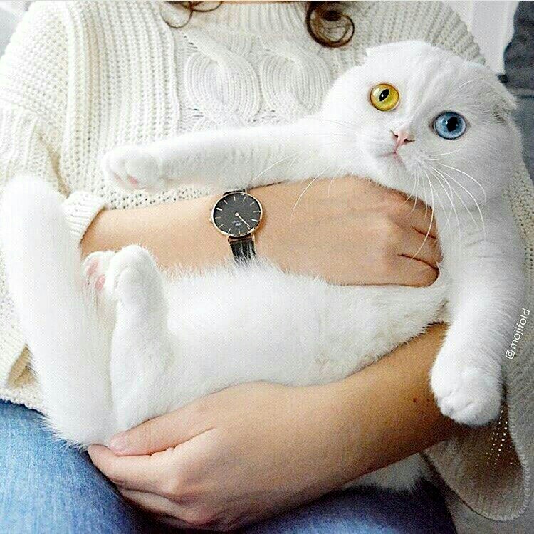 Порода белых котов с разными глазами. | Пикабу