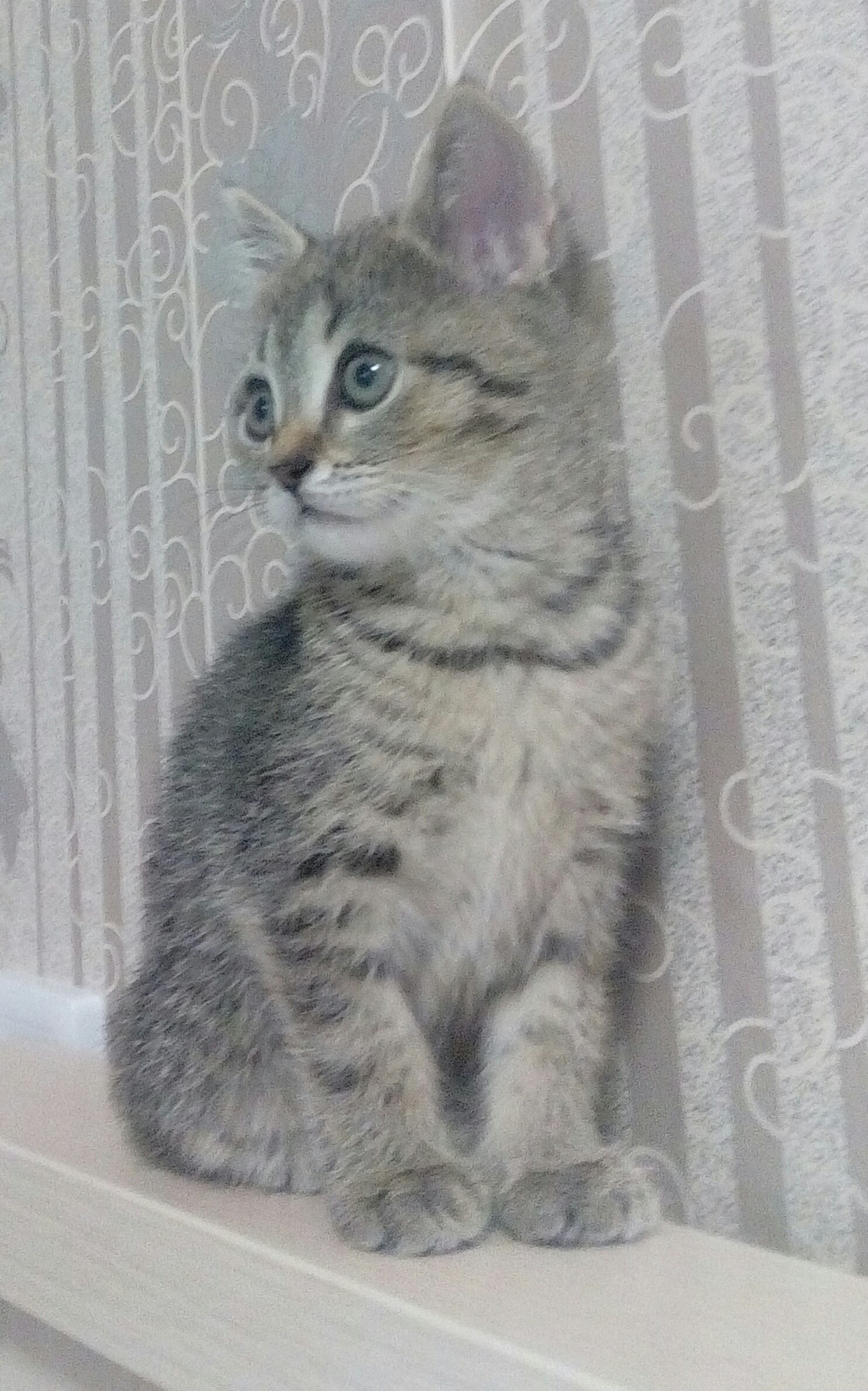 Котейка | Пикабу