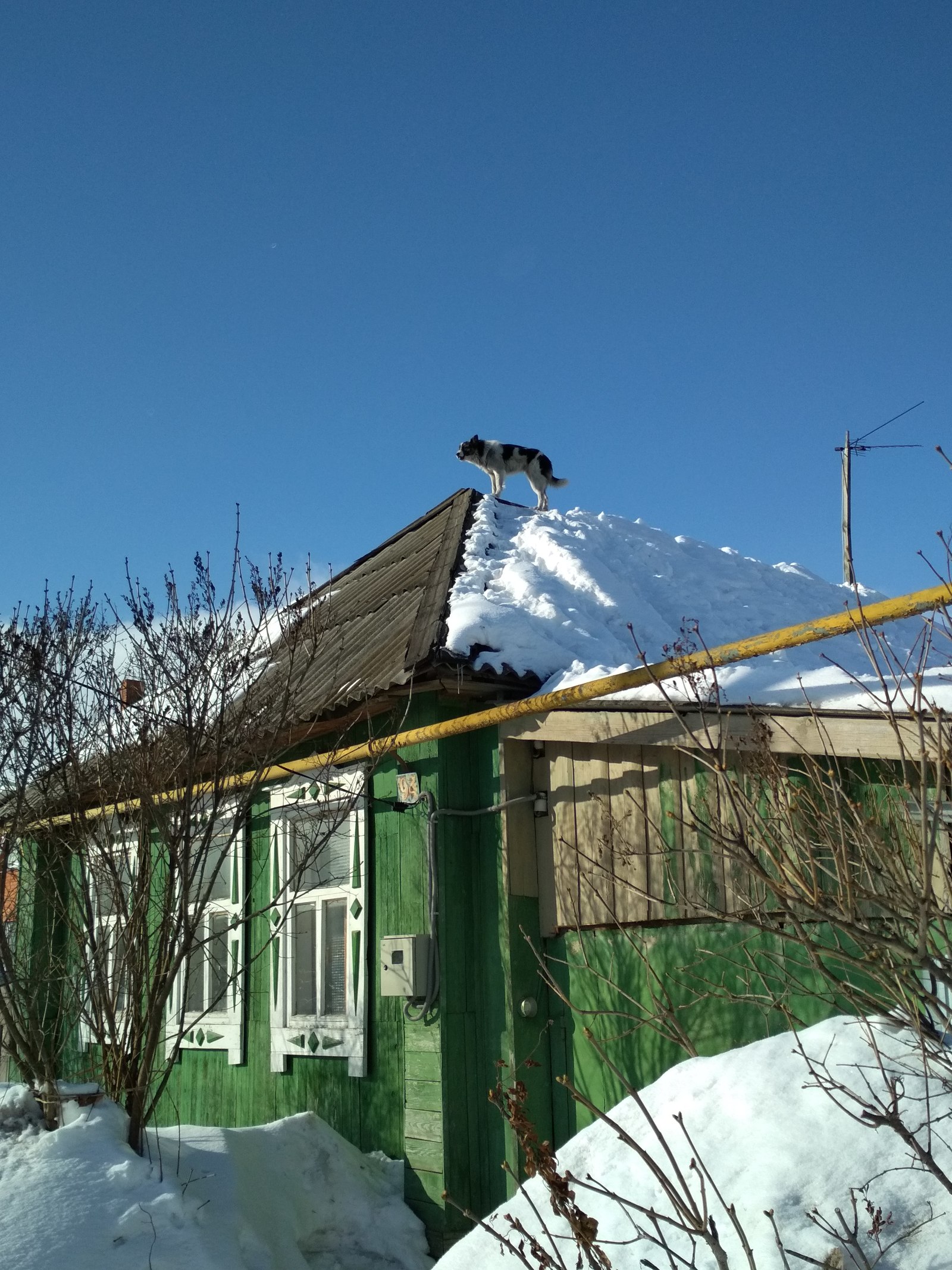 I sit high, I look far away ... - My, Security guard, Winter, Longpost, Dog