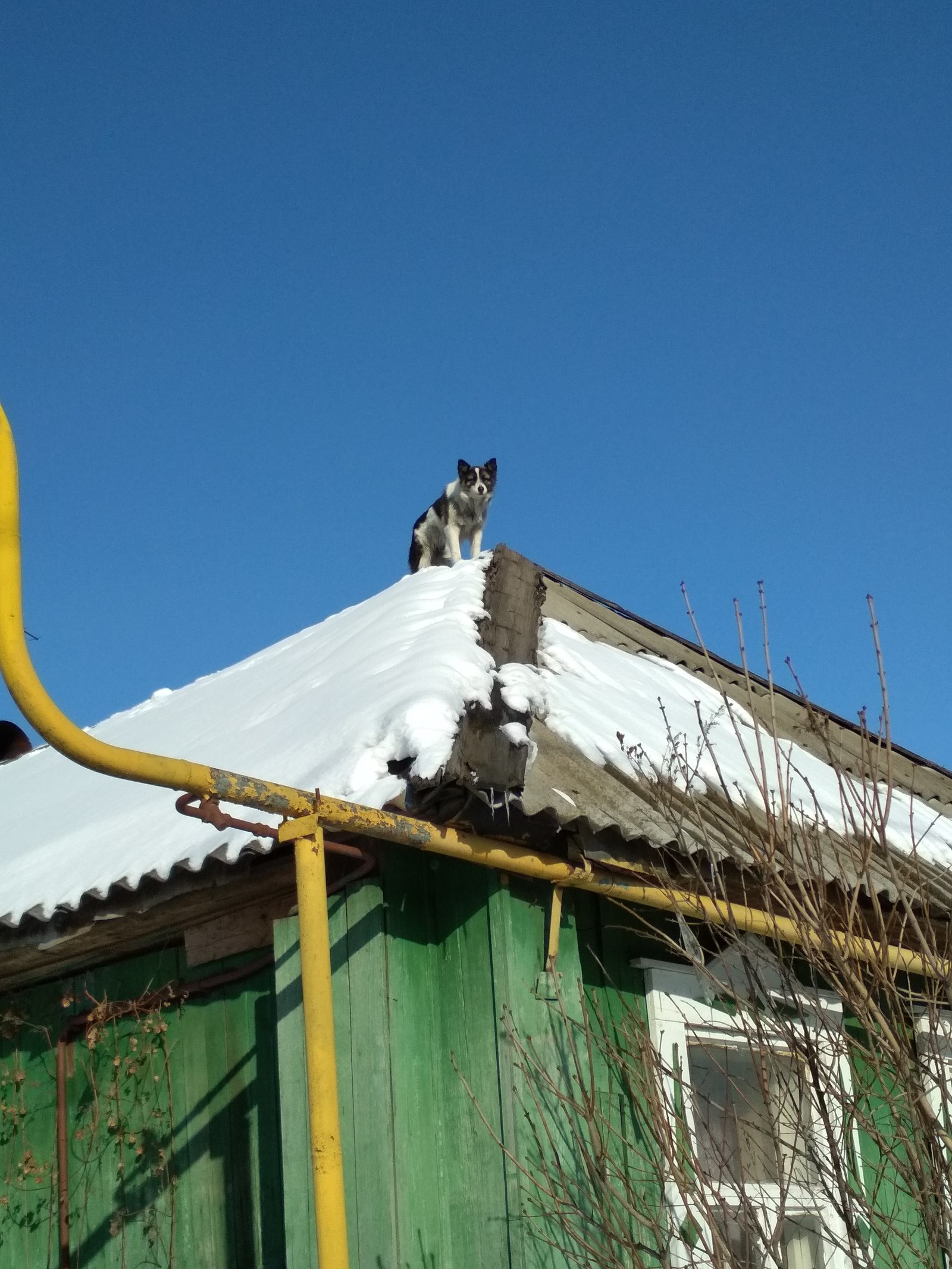 I sit high, I look far away ... - My, Security guard, Winter, Longpost, Dog