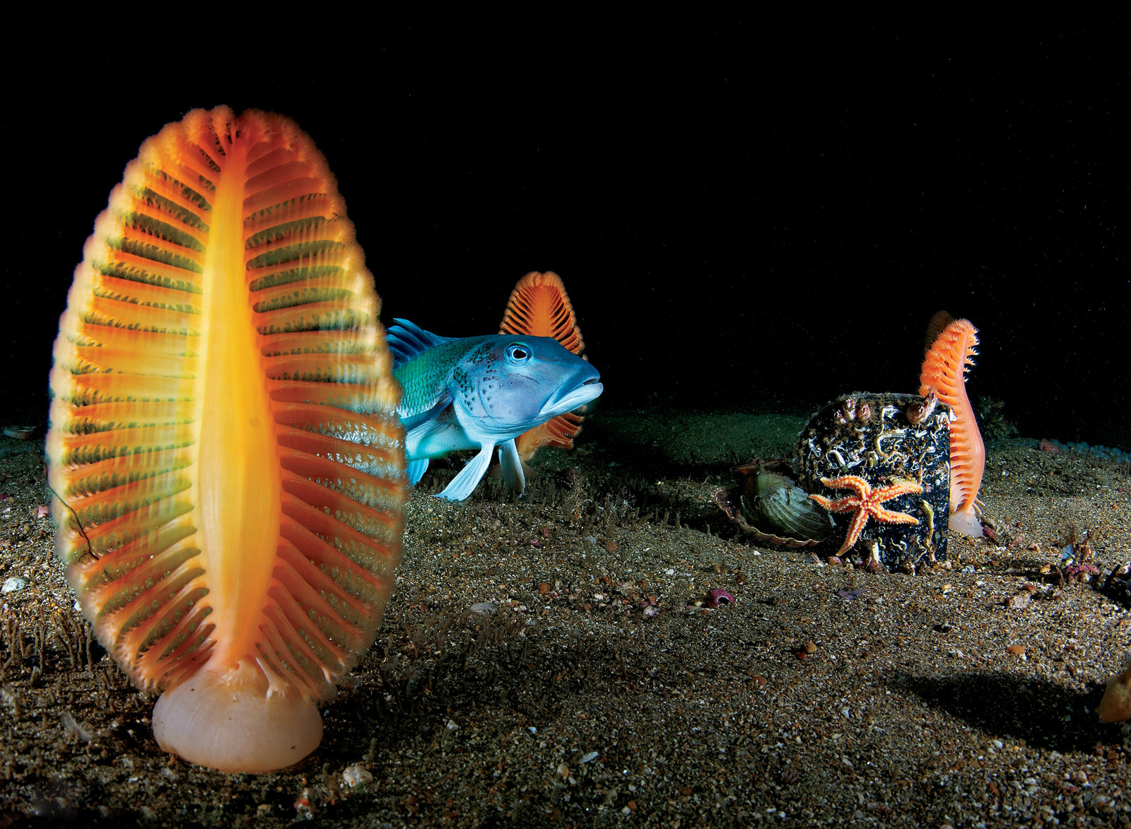 Sea feathers. - Sea, Feathers, Ocean, Under the water, The national geographic, The photo