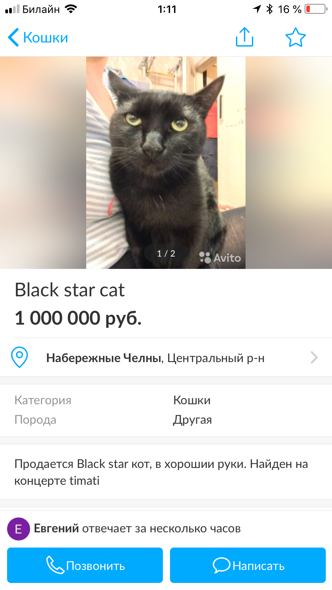 Black Star Кот - Моё, Авито, Объявление, Продам кота, Кот