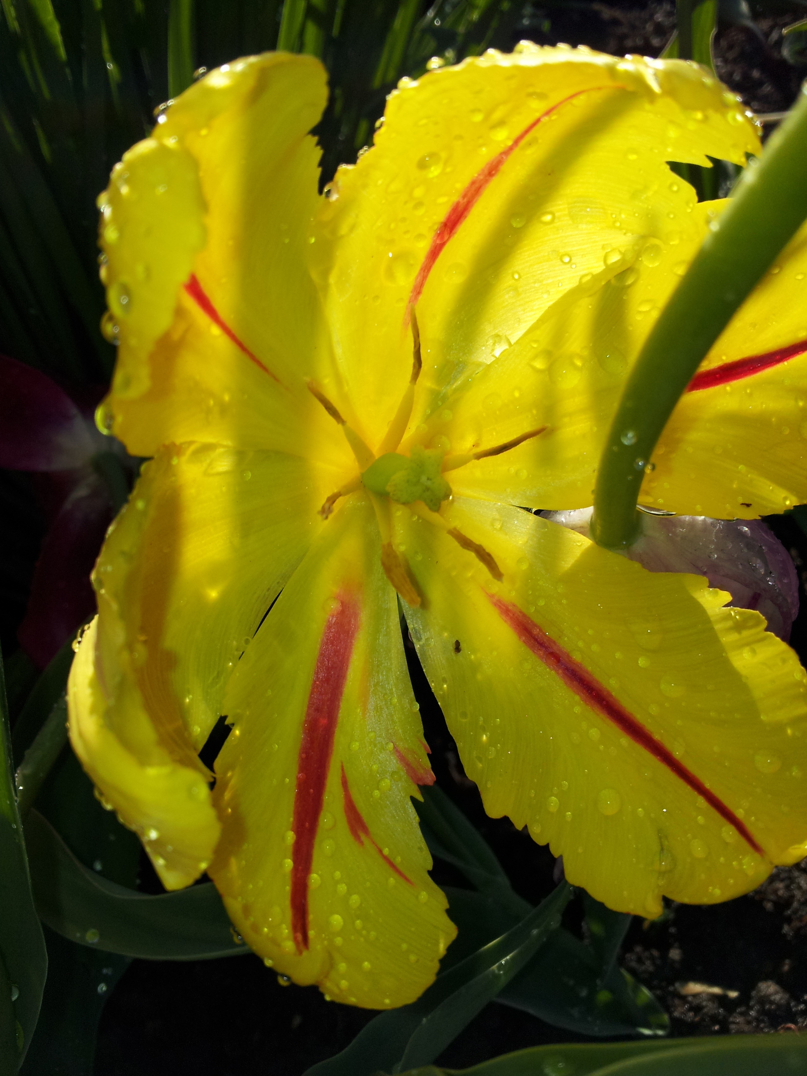 Bright colors in a ribbon - My, Flowers, Longpost, The photo, beauty, Nature