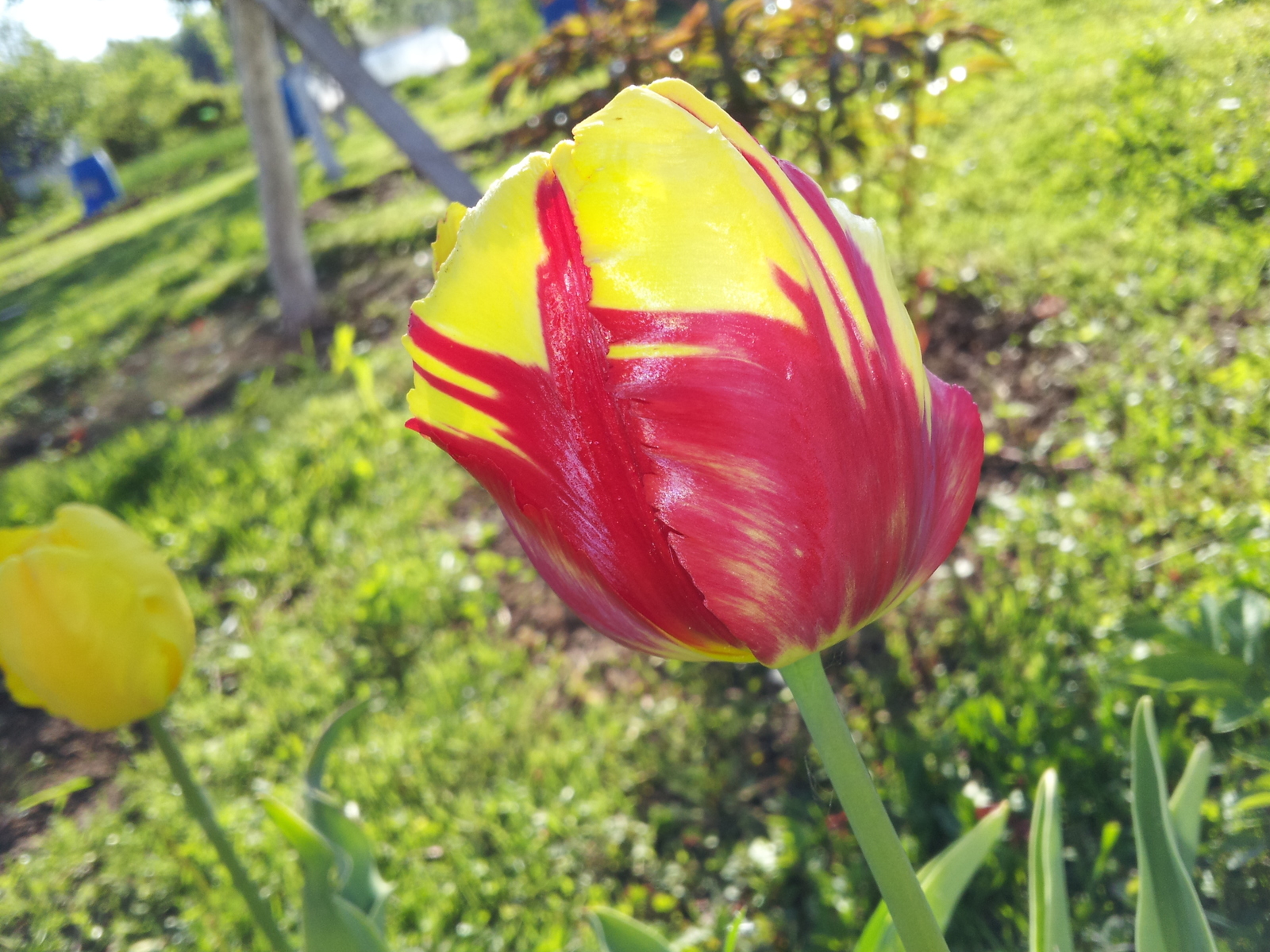 Bright colors in a ribbon - My, Flowers, Longpost, The photo, beauty, Nature