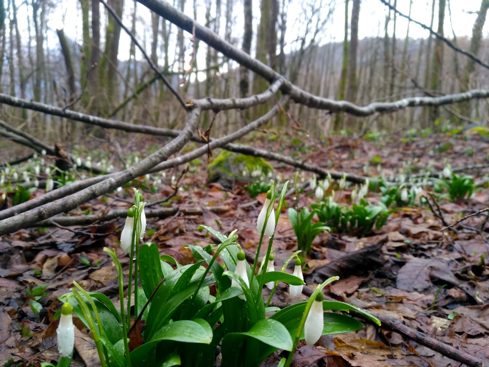 Krasnaya Polyana - My, Krasnaya Polyana, Spring