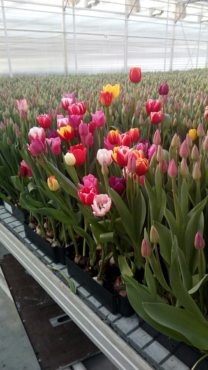 We grow by March 8th. - Flowers, March, Greenhouse, Longpost, Tulips