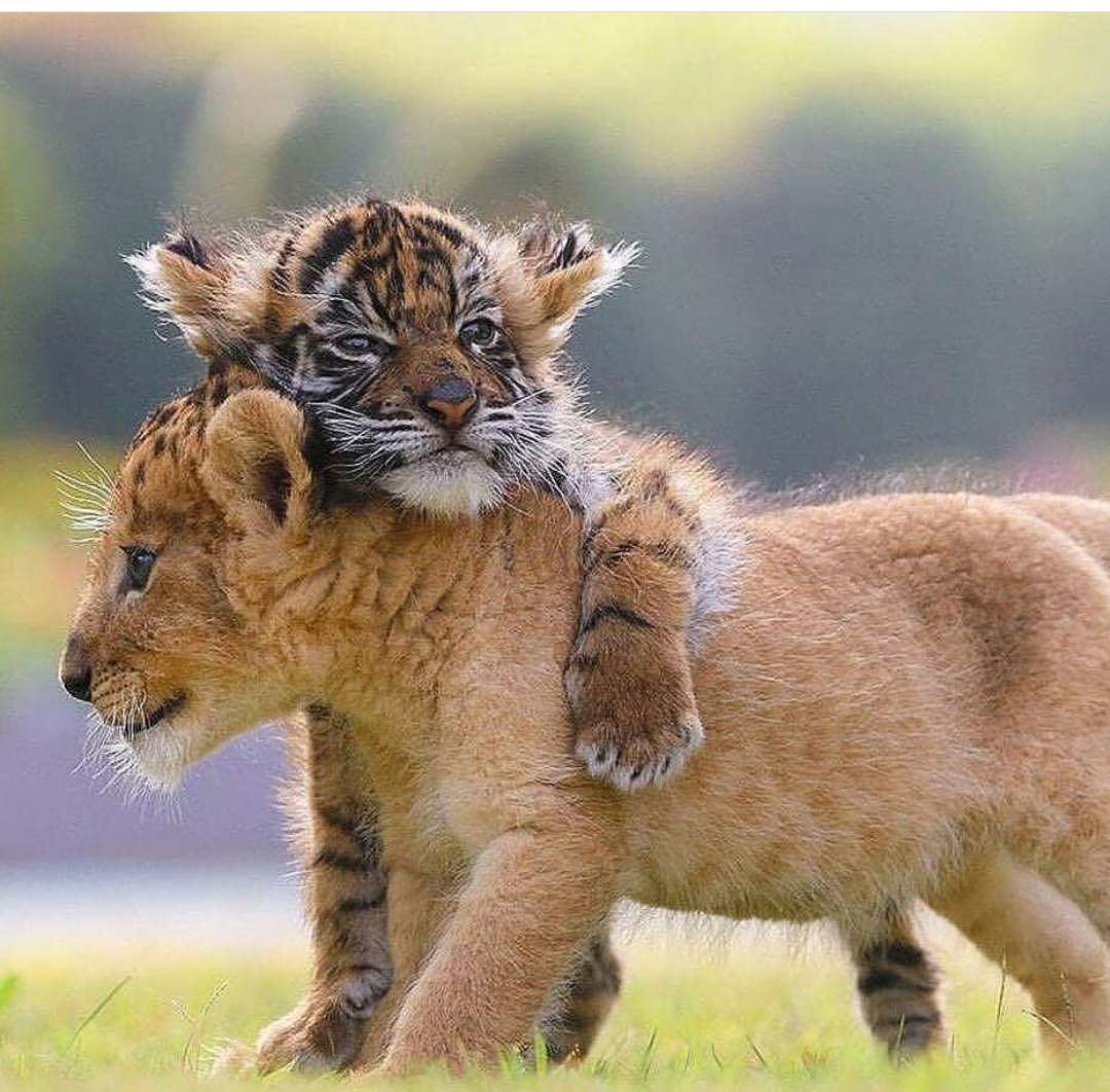 Carry me - Tiger, a lion, Wild animals, Nature, The photo