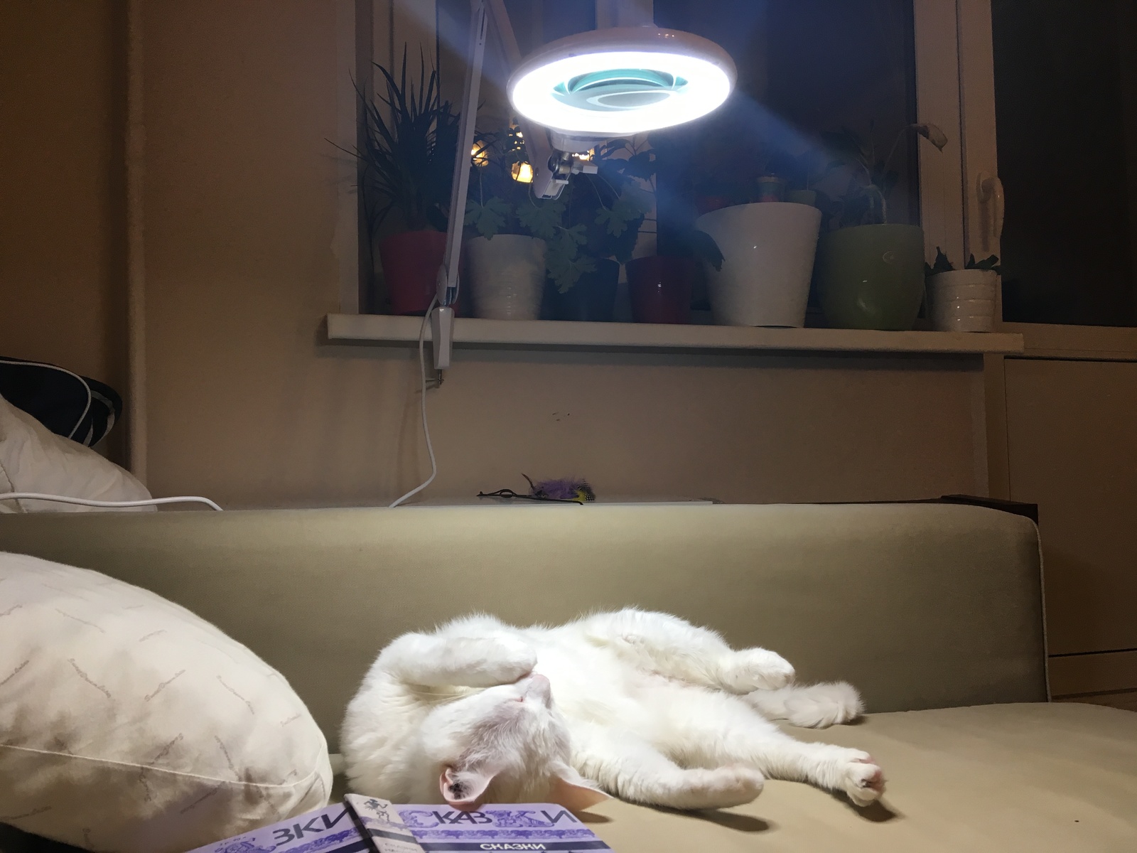 My cat thinks it's a tanning lamp - My, cat, Johnny, Лампа, Tan, Relaxation, Relax, Longpost