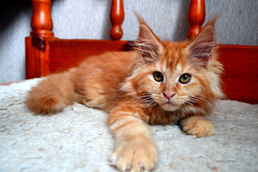 Our kids! Redheads! Maine Coon kittens! Photoshoot! - My, cat, Maine Coon, Pet, My, Longpost, Pets