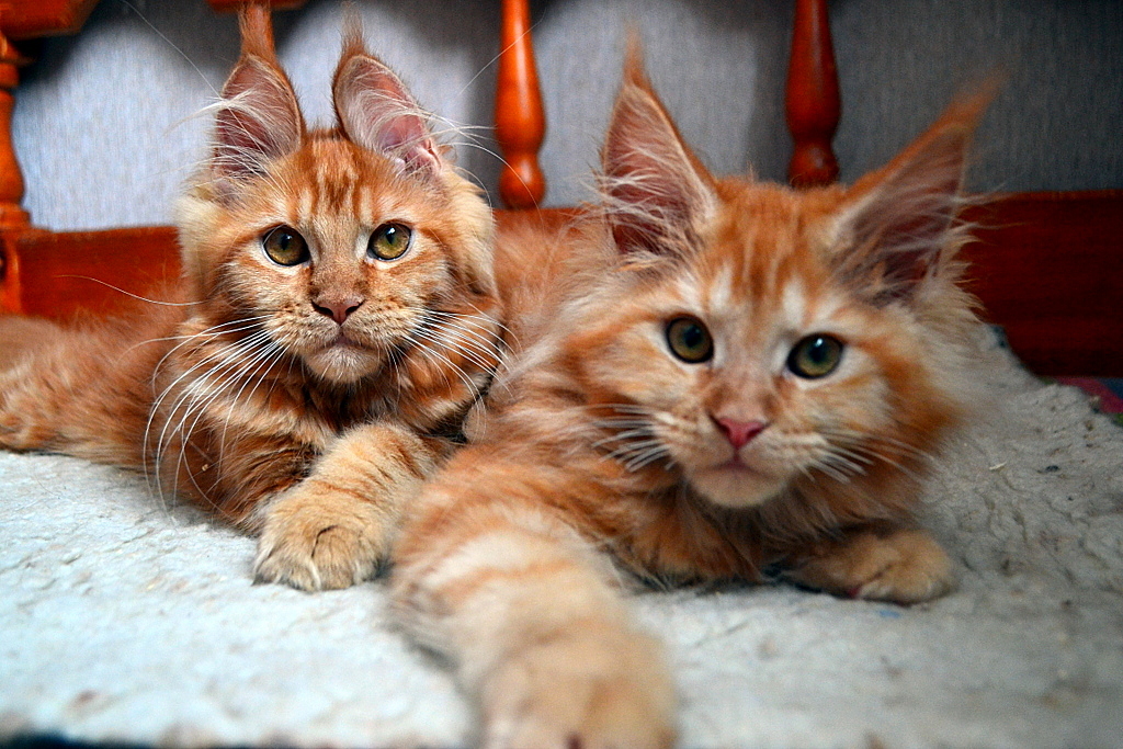 Our kids! Redheads! Maine Coon kittens! Photoshoot! - My, cat, Maine Coon, Pet, My, Longpost, Pets