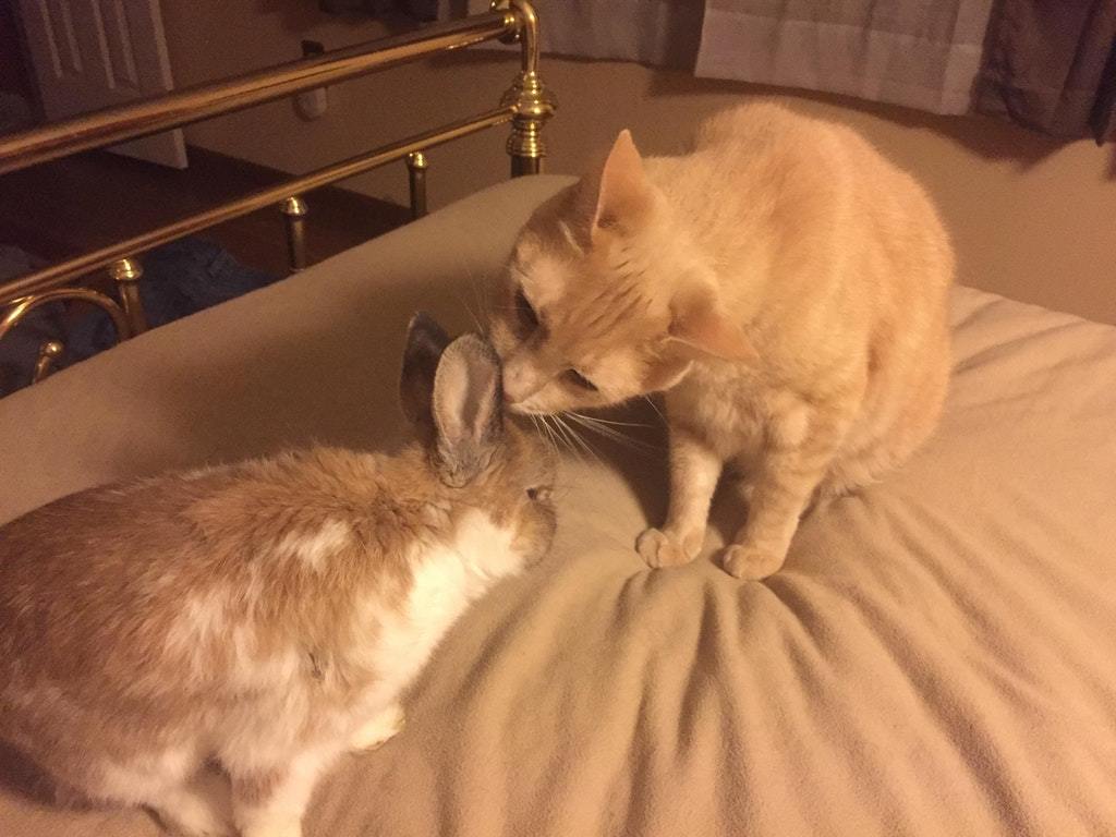 My rabbit is 10 years old and now he is having trouble cleaning. - Rabbit, cat, Animals, Pets, Help, Milota, Reddit