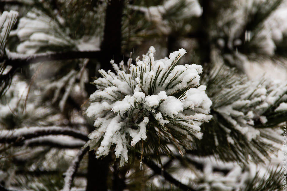 Mexico. snowy tropics - My, Mexico, Travels, The mountains, Climbing, Longpost