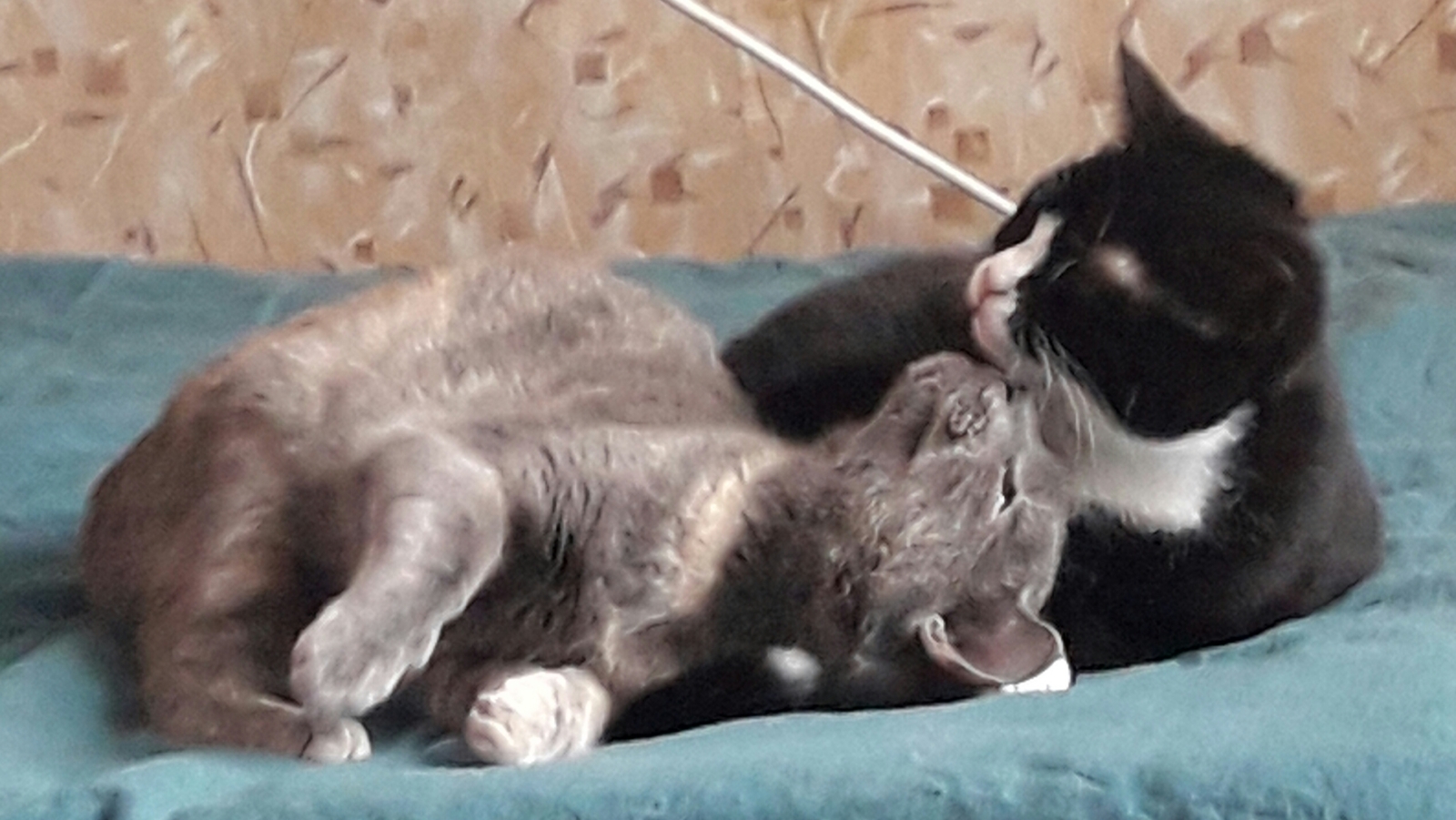 Sweet couple) - My, , A pair of cats, cat, Longpost, Catomafia