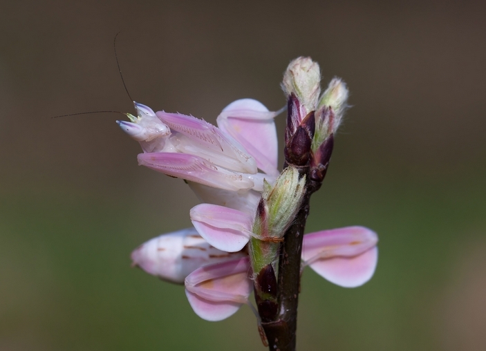 Orchid mantis - Orchid mantis, Zoology, Biology, Longpost, Insects, The photo