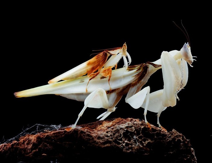 Orchid mantis - Orchid mantis, Zoology, Biology, Longpost, Insects, The photo