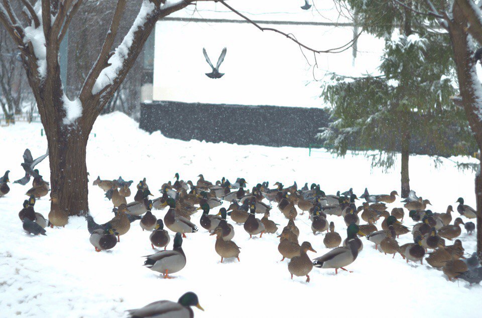 Birds or never translate the word titmouse into English. - My, Wild ducks, Birds, Tit, Boobs, Longpost