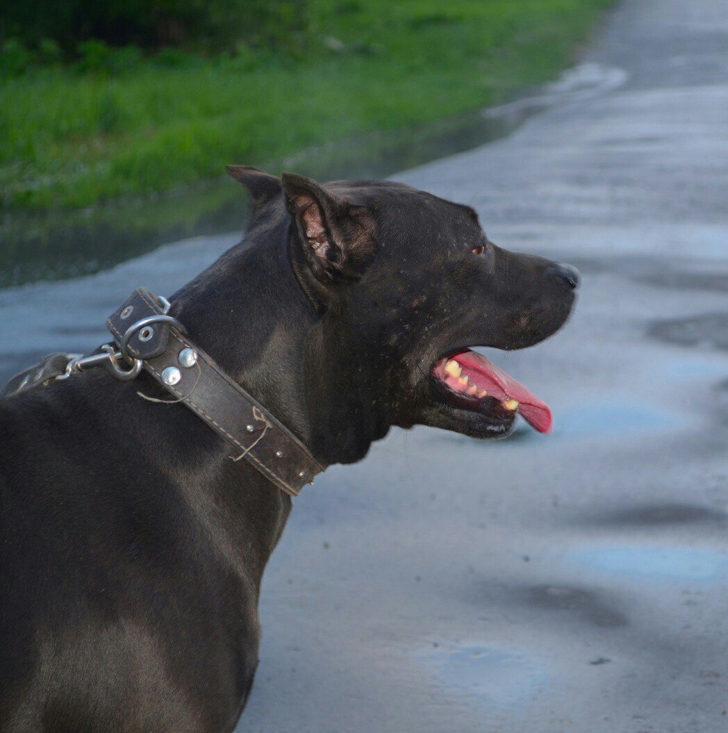 american pit bull terrier - My, Dog, American Pit Bull Terrier, Pitbull, Fighting dog, Longpost