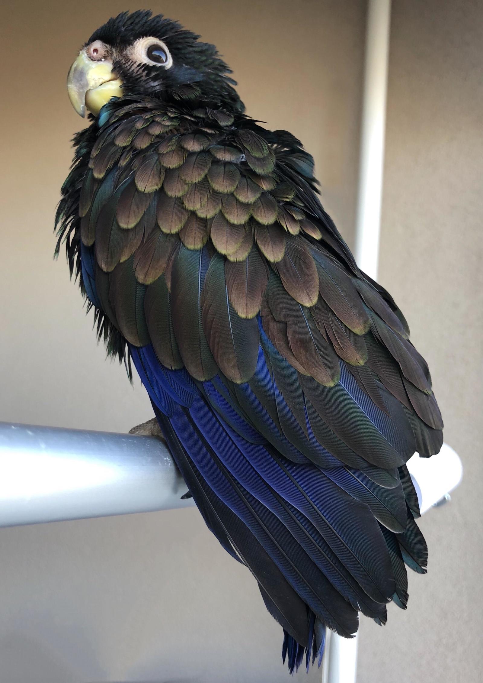 Bronze-winged parrot. - Reddit, A parrot, Birds, The photo