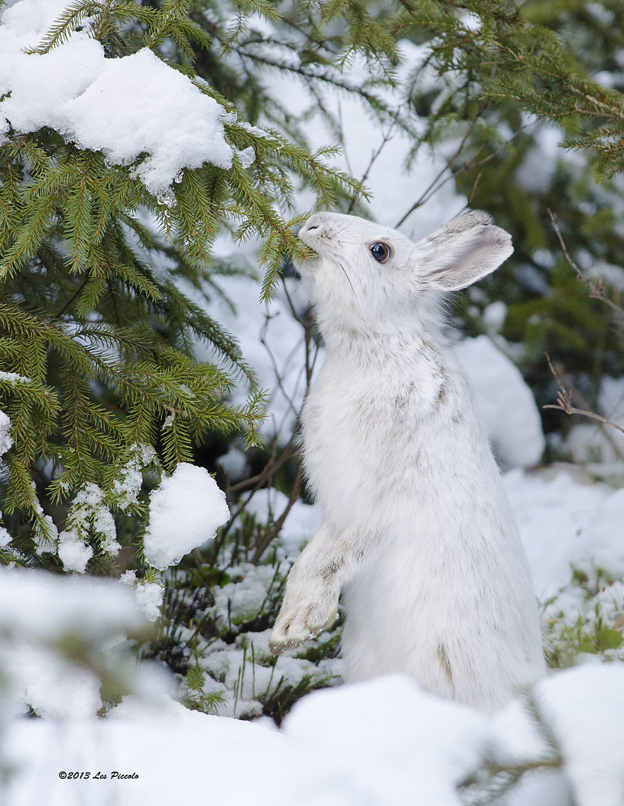 Kus - Hare, White hare, Winter, Snow, The photo, Milota