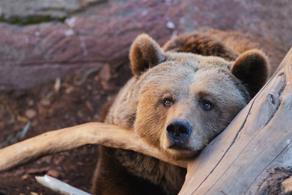 How is everything for... - My, The photo, Animals, Wild animals, Bear, The Bears