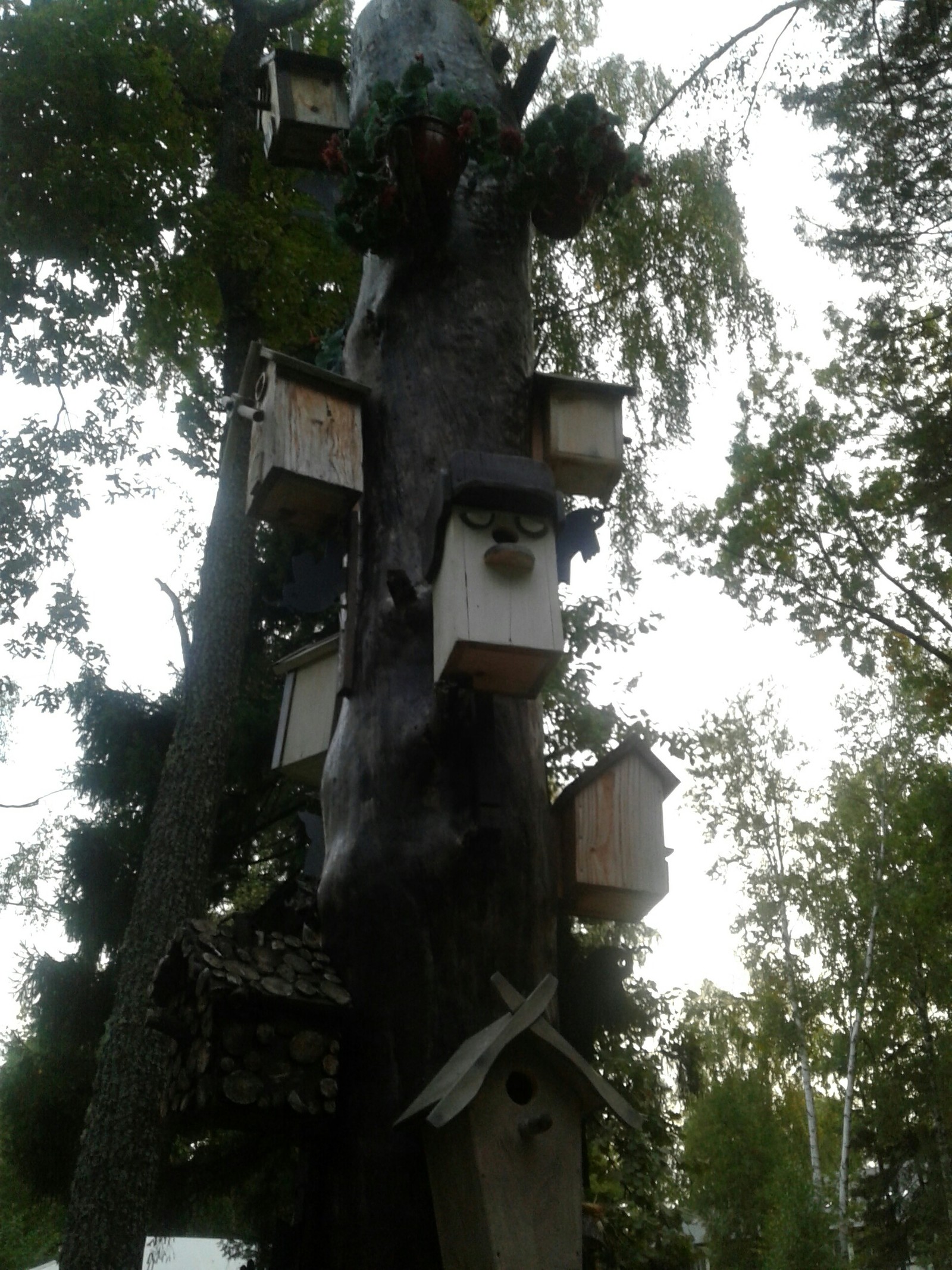 Hostel? - My, Birdhouse, Dormitory