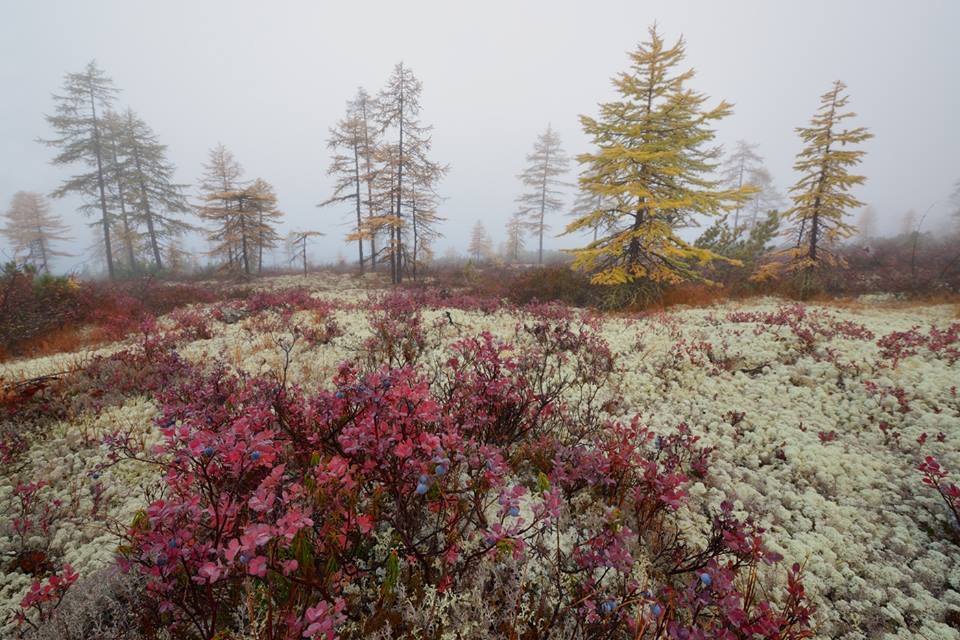 Колымская тундра - Колыма, Фотография, Природа, Пейзаж, Надо съездить, Сентябрь, Россия, Туризм, Длиннопост