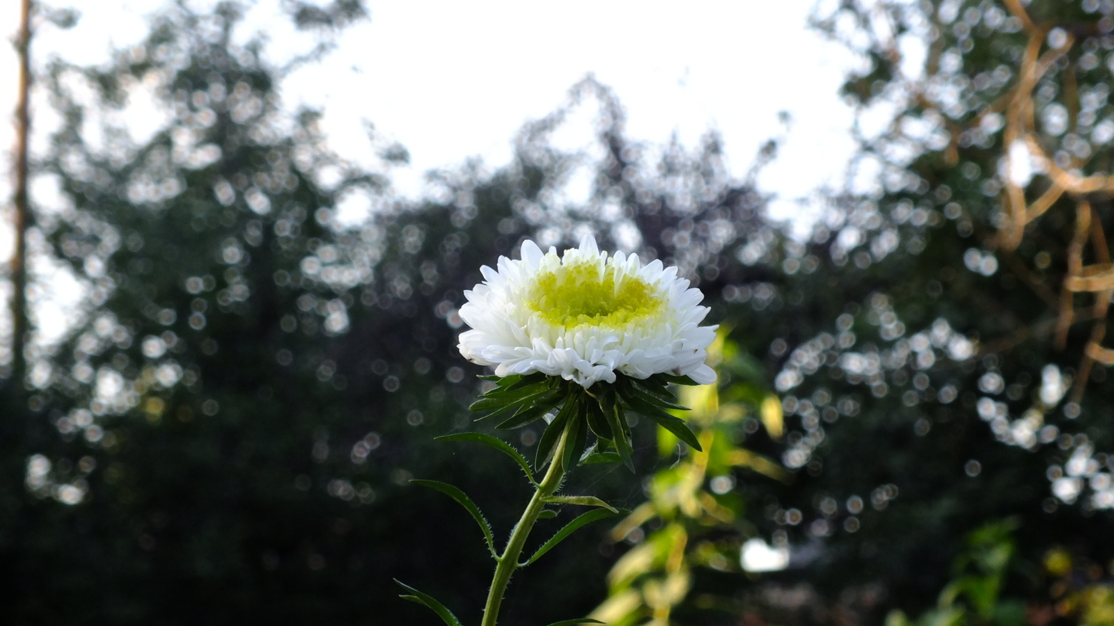 Flowers in honor of tomorrow's spring) - My, Flowers, The photo, My, Longpost